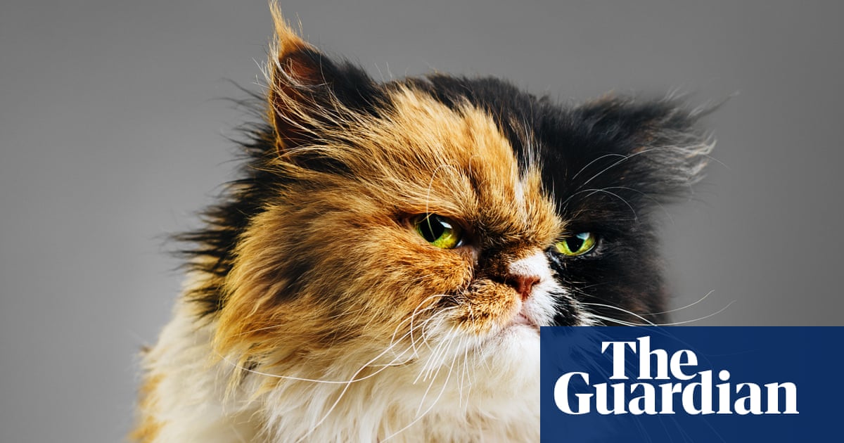 ‘AI can teach us a lot’: scientists say cats’ expressions richer than imagined and aim to translate them