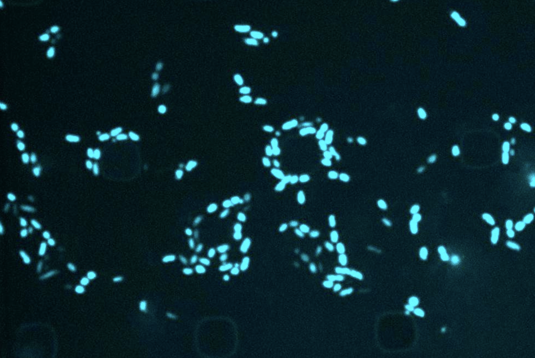 When an antibiotic fails: MIT scientists are using AI to target “sleeper” bacteria 