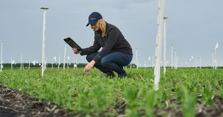 How artificial intelligence could help farming become more efficient, sustainable  | Globalnews.ca