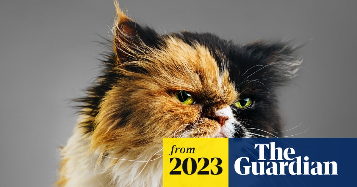 ‘AI can teach us a lot’: scientists say cats’ expressions richer than imagined and aim to translate them