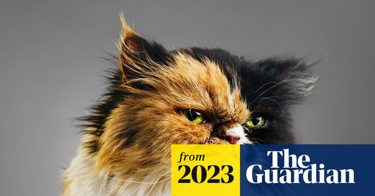 “AI can teach us a lot”: Scientists say cats’ expressions are more complex than previously thought and aim to interpret them