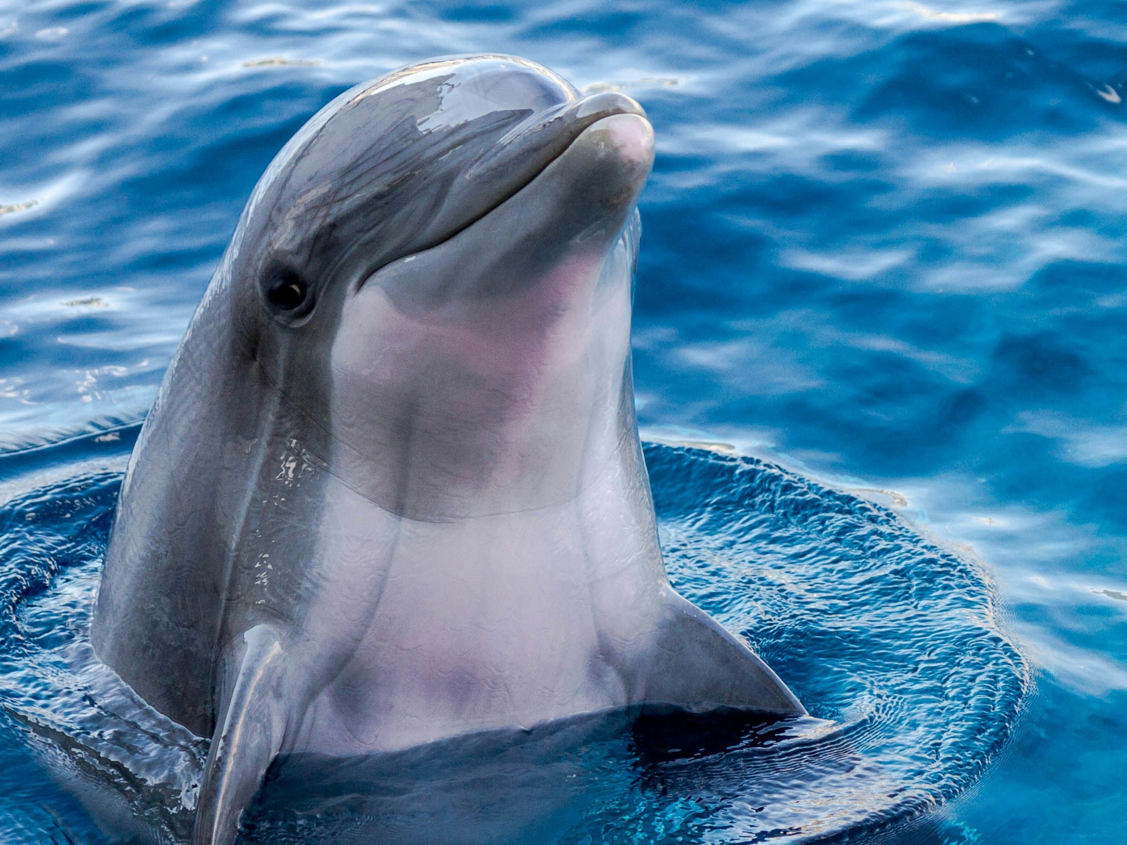 DolphinGemma: Google AI model understands dolphin communication