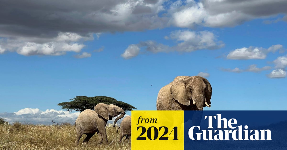 Study finds that elephants call each other by name