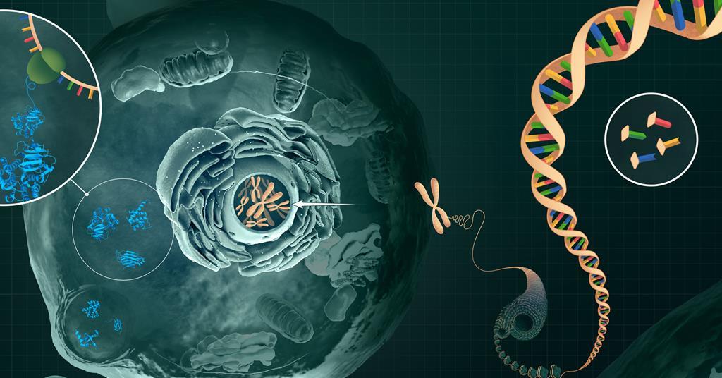 AI inspired by AlphaFold can predict the chromatin structures found in chromosomes
