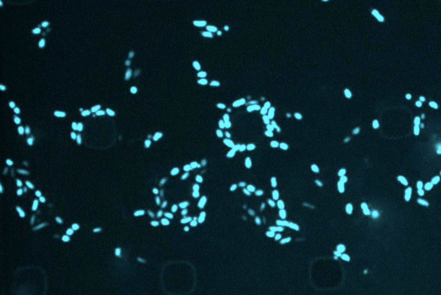 When an antibiotic fails: MIT scientists are using AI to target "sleeper" bacteria 
